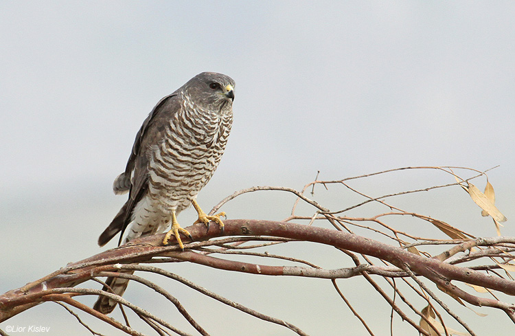 Levant Sparrowhawk  /  Accipiter brevipes                           Bacha Valley ,Golan ,Israel 25-04-10.Lior Kislev